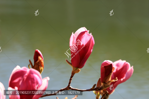 紫玉蘭花苞