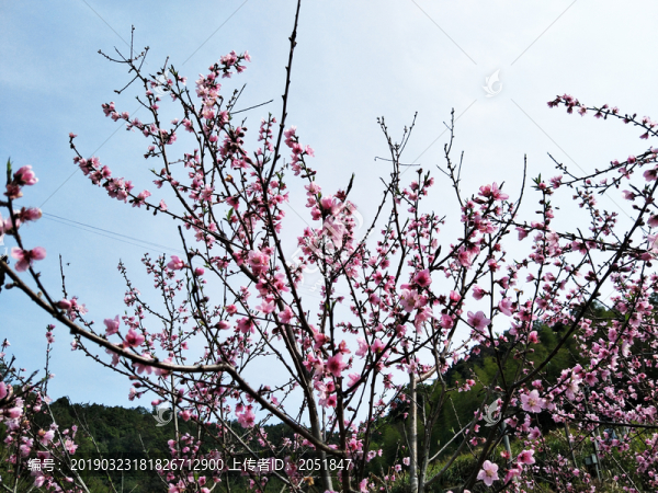 桃花