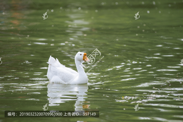 鵝