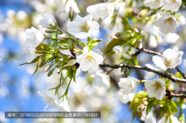 櫻花