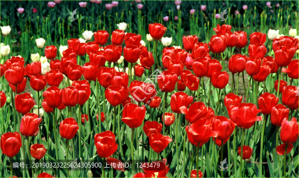 郁金香花海