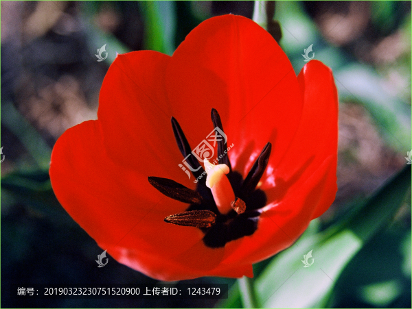 郁金香花海
