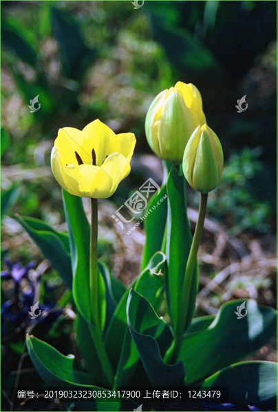 郁金香花海