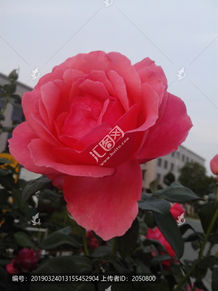 月季花
