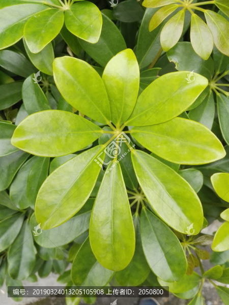 鵝掌柴