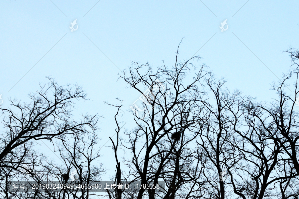 枯樹(shù)枝背景