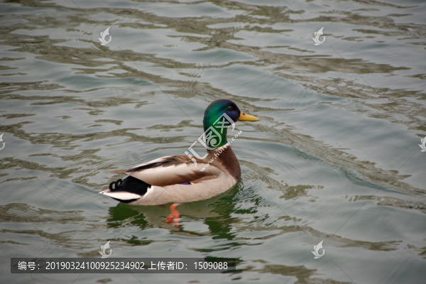 野鴨