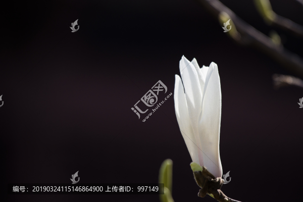 玉蘭花