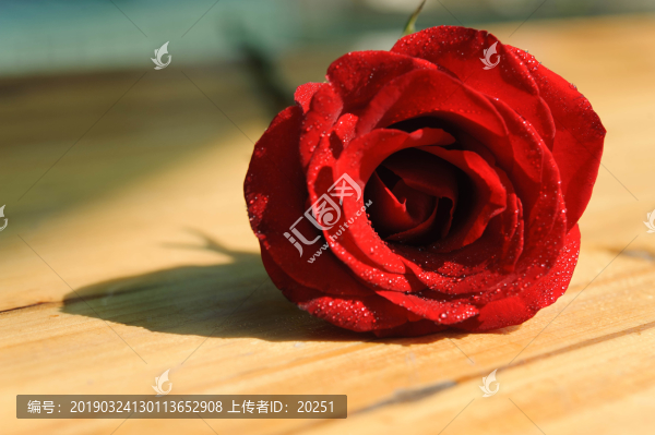 玫瑰花一支