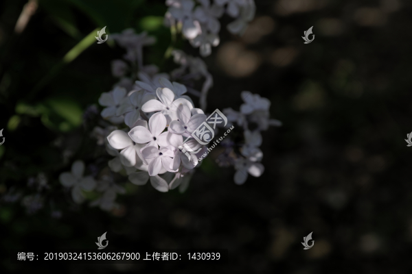 丁香花