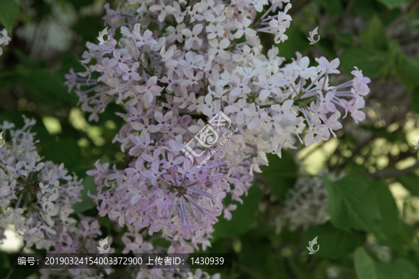 丁香花