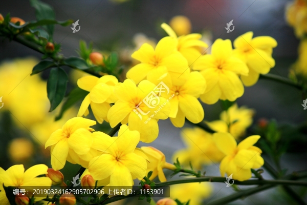 迎春花