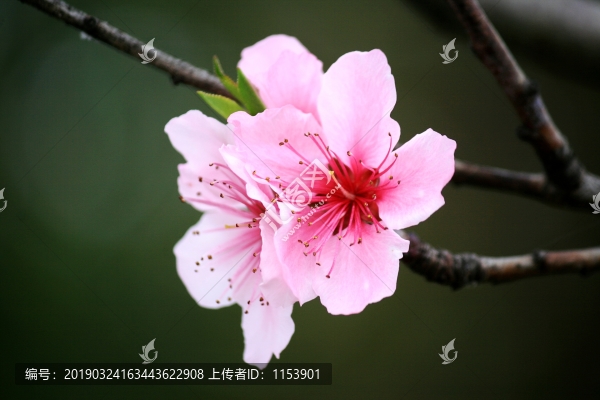 碧桃