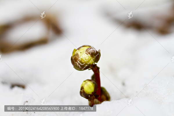 冰凌花