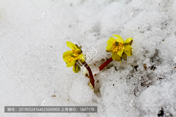 冰凌花