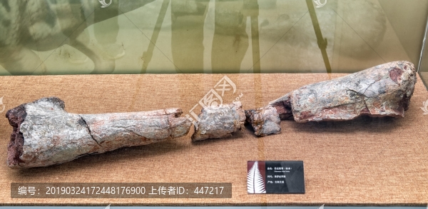 恐龍脛骨