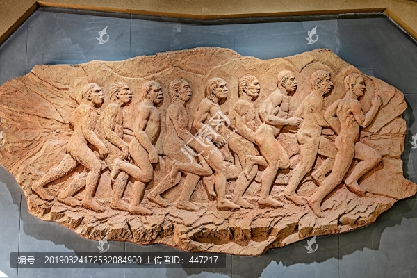 人類進(jìn)化