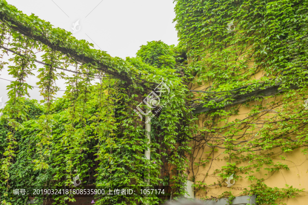 爬山虎爬墻植物