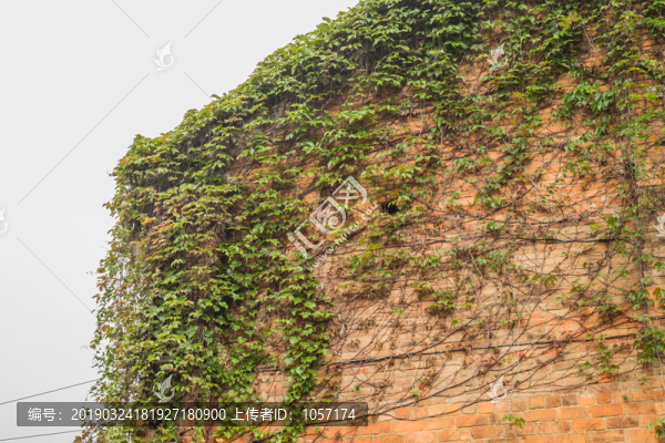 爬山虎爬墻植物