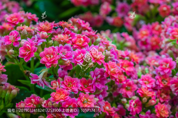 長壽花