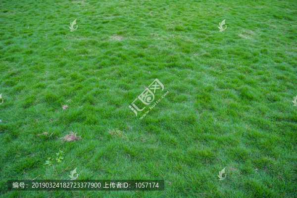 草皮草坪草地