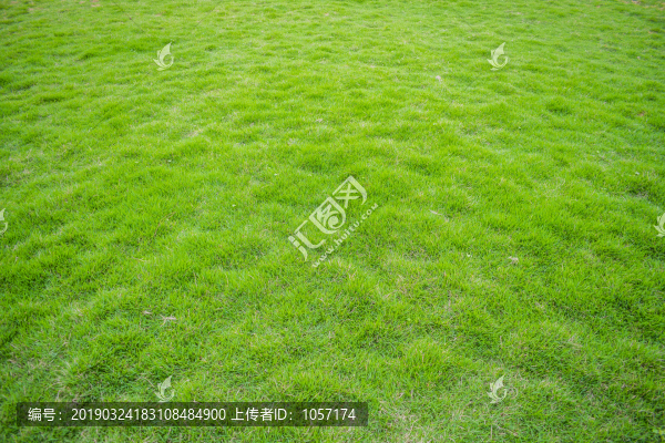 綠草地