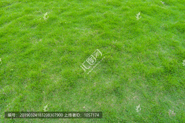 綠草地