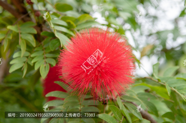 合歡花特寫(xiě)