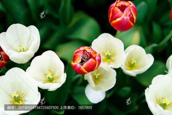 郁金香