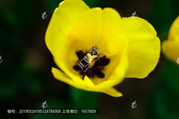 郁金香