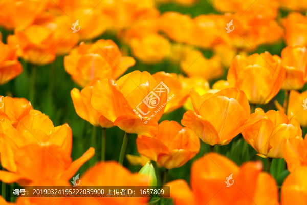郁金香
