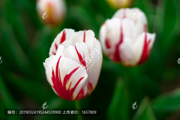 郁金香