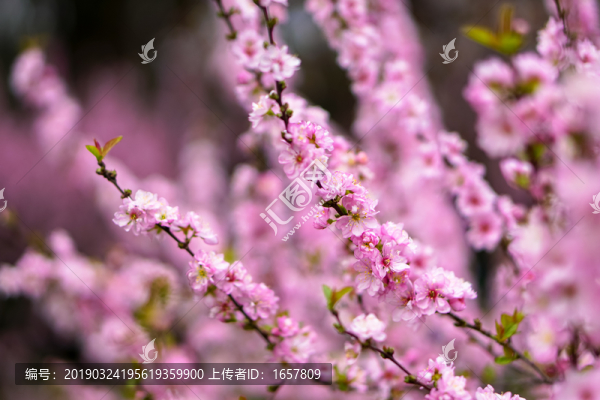 梅花