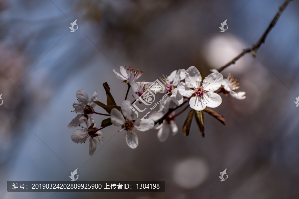 一枝花