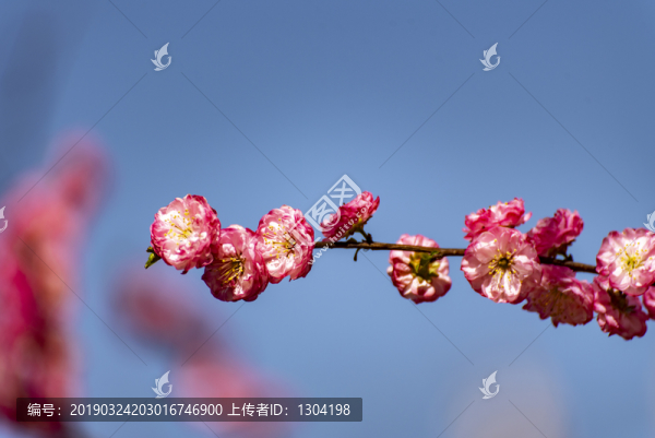 一枝紅花