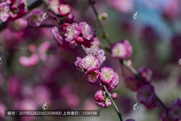 一枝紅花