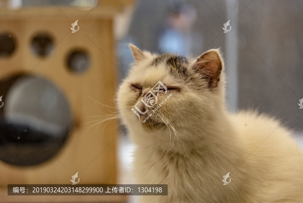 加菲貓