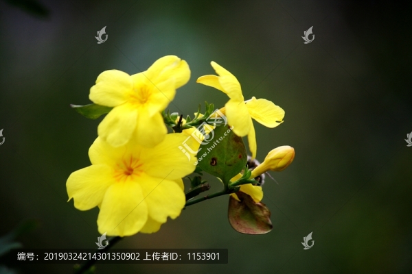 迎春花