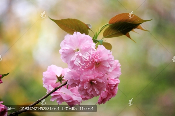 櫻花