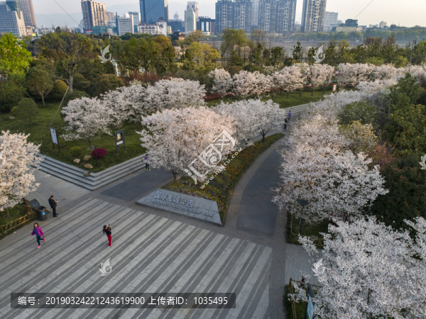 國際友城公園櫻花