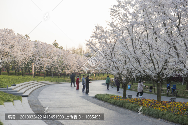 櫻花公園