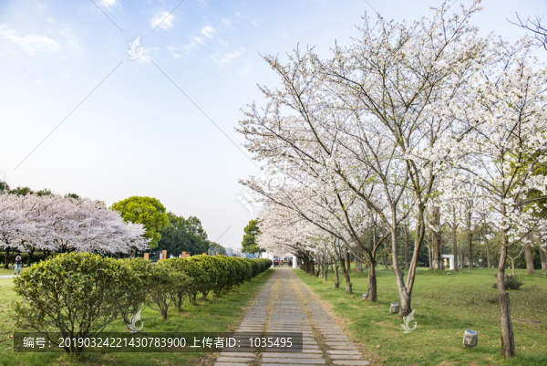 櫻花公園