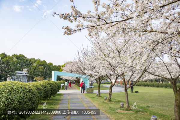 櫻花公園