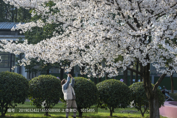 櫻花公園