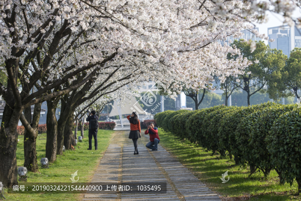 櫻花公園