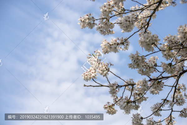 櫻花