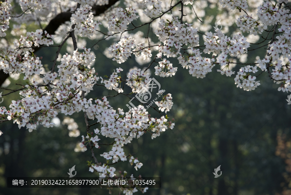 櫻花