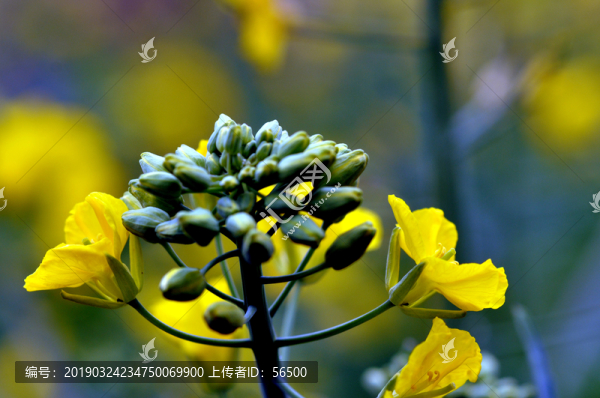 油菜花