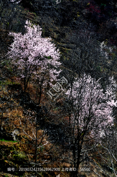 田野桃花
