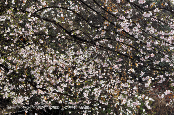 田野桃花
